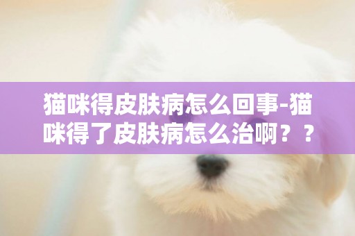 猫咪得皮肤病怎么回事-猫咪得了皮肤病怎么治啊？？