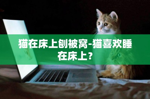 猫在床上刨被窝-猫喜欢睡在床上？