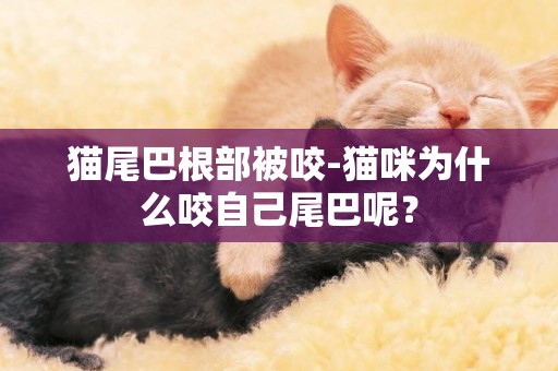 猫尾巴根部被咬-猫咪为什么咬自己尾巴呢？