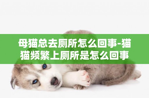 母猫总去厕所怎么回事-猫猫频繁上厕所是怎么回事