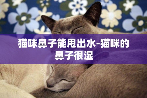 猫咪鼻子能甩出水-猫咪的鼻子很湿