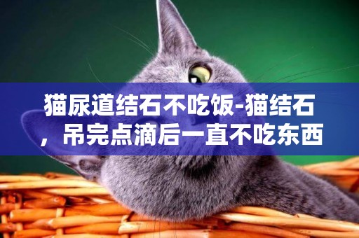 猫尿道结石不吃饭-猫结石，吊完点滴后一直不吃东西