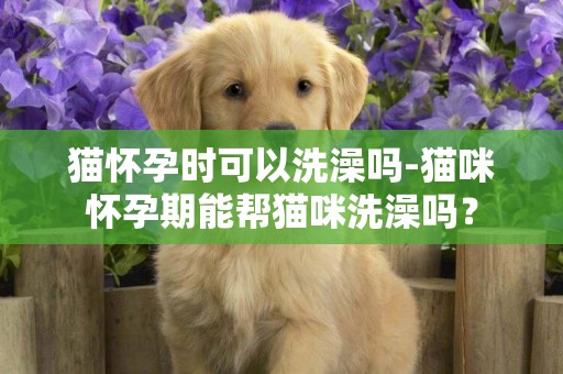 猫怀孕时可以洗澡吗-猫咪怀孕期能帮猫咪洗澡吗？