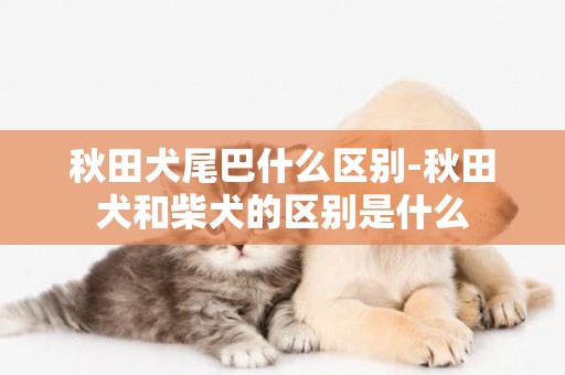 秋田犬尾巴什么区别-秋田犬和柴犬的区别是什么