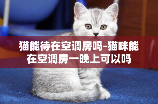 猫能待在空调房吗-猫咪能在空调房一晚上可以吗