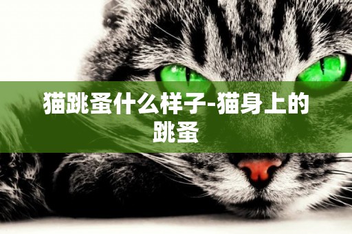 猫跳蚤什么样子-猫身上的跳蚤