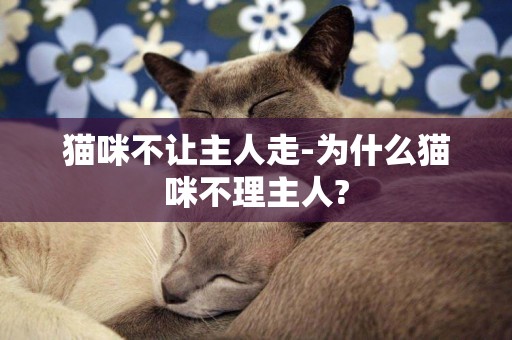 猫咪不让主人走-为什么猫咪不理主人?