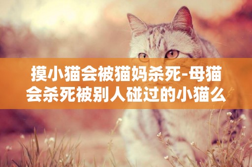 摸小猫会被猫妈杀死-母猫会杀死被别人碰过的小猫么