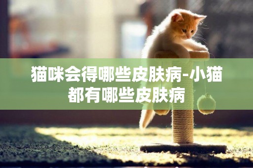 猫咪会得哪些皮肤病-小猫都有哪些皮肤病