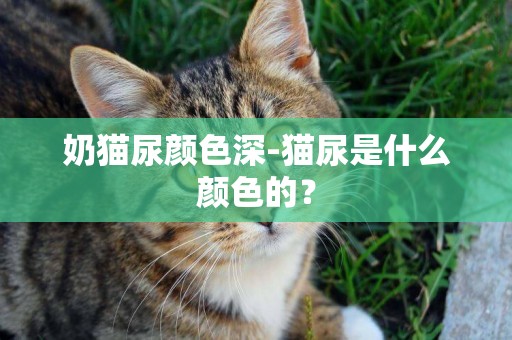 奶猫尿颜色深-猫尿是什么颜色的？