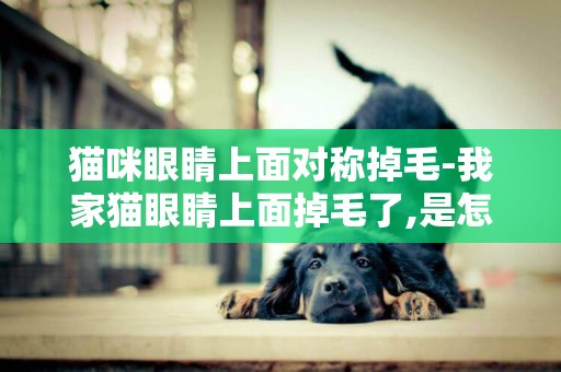 猫咪眼睛上面对称掉毛-我家猫眼睛上面掉毛了,是怎么回事?