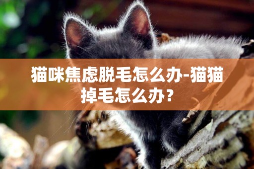 猫咪焦虑脱毛怎么办-猫猫掉毛怎么办？