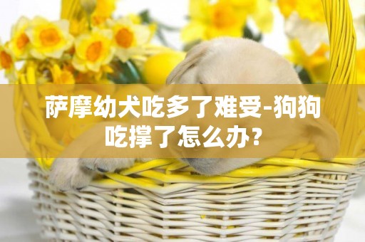 萨摩幼犬吃多了难受-狗狗吃撑了怎么办？