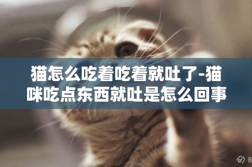 猫怎么吃着吃着就吐了-猫咪吃点东西就吐是怎么回事?