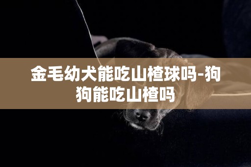 金毛幼犬能吃山楂球吗-狗狗能吃山楂吗