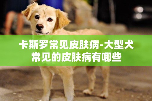 卡斯罗常见皮肤病-大型犬常见的皮肤病有哪些