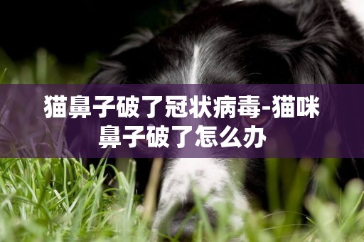 猫鼻子破了冠状病毒-猫咪鼻子破了怎么办