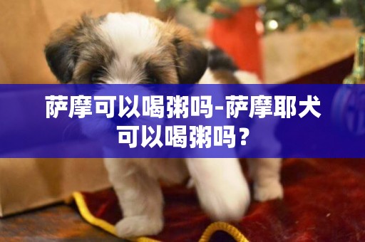 萨摩可以喝粥吗-萨摩耶犬可以喝粥吗？