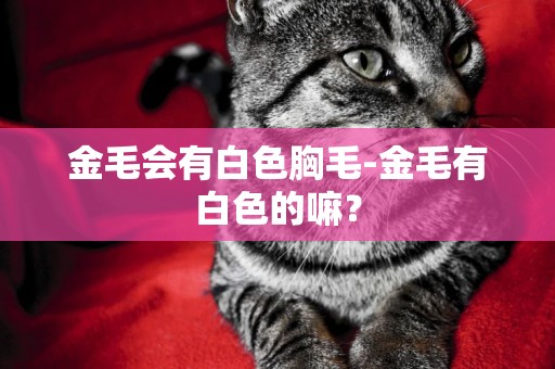 金毛会有白色胸毛-金毛有白色的嘛？