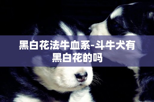 黑白花法牛血系-斗牛犬有黑白花的吗