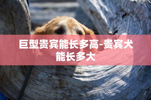 巨型贵宾能长多高-贵宾犬能长多大