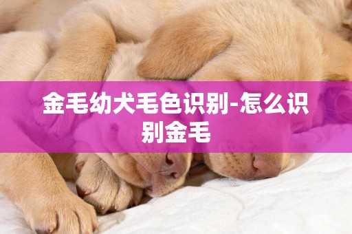 金毛幼犬毛色识别-怎么识别金毛