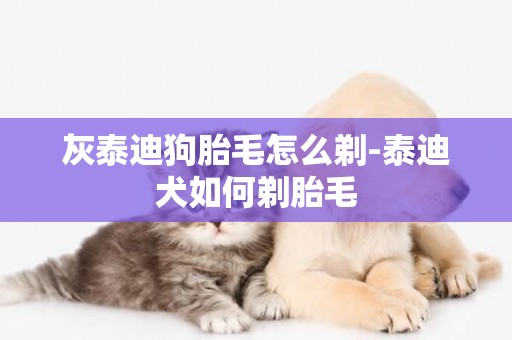 灰泰迪狗胎毛怎么剃-泰迪犬如何剃胎毛