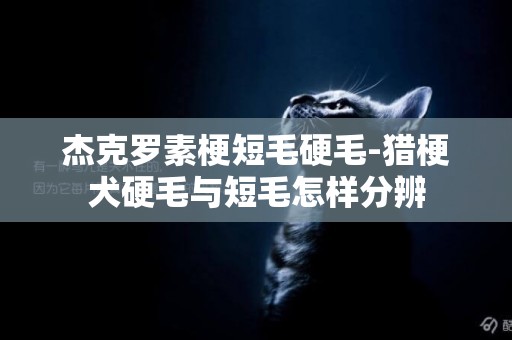 杰克罗素梗短毛硬毛-猎梗犬硬毛与短毛怎样分辨