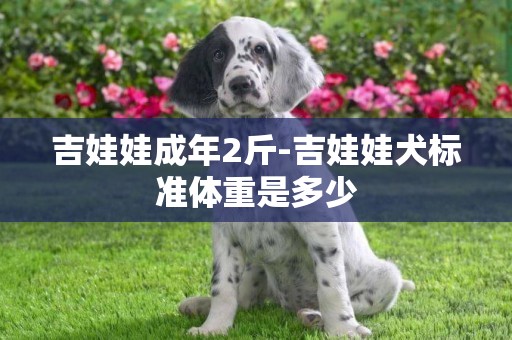 吉娃娃成年2斤-吉娃娃犬标准体重是多少