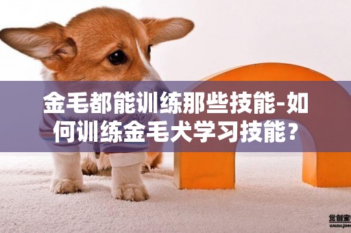 金毛都能训练那些技能-如何训练金毛犬学习技能？