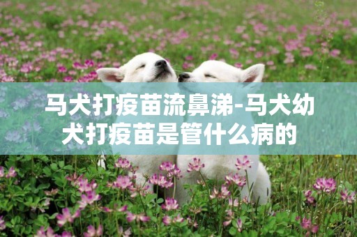 马犬打疫苗流鼻涕-马犬幼犬打疫苗是管什么病的