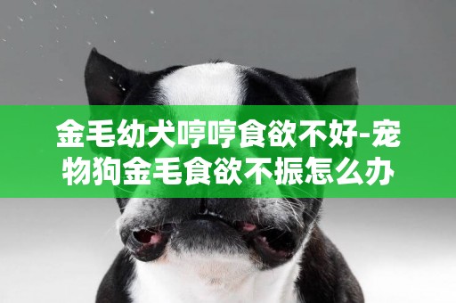 金毛幼犬哼哼食欲不好-宠物狗金毛食欲不振怎么办