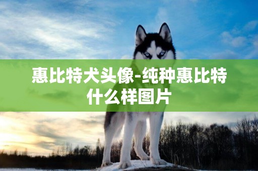 惠比特犬头像-纯种惠比特什么样图片