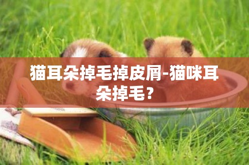 猫耳朵掉毛掉皮屑-猫咪耳朵掉毛？