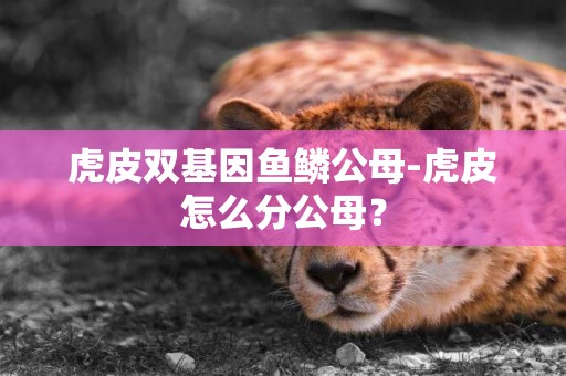 虎皮双基因鱼鳞公母-虎皮怎么分公母？