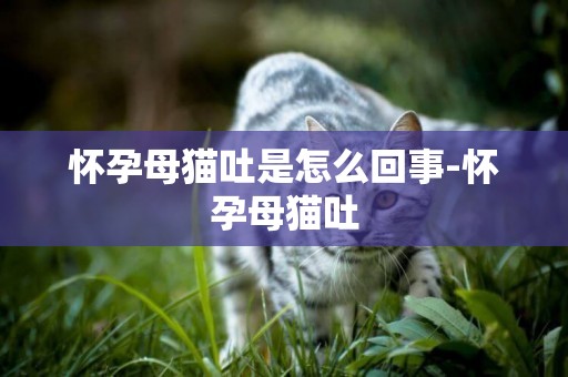 怀孕母猫吐是怎么回事-怀孕母猫吐