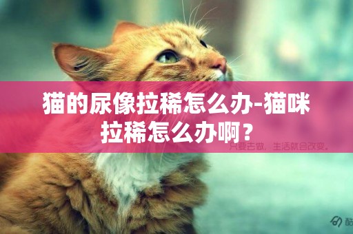 猫的尿像拉稀怎么办-猫咪拉稀怎么办啊？