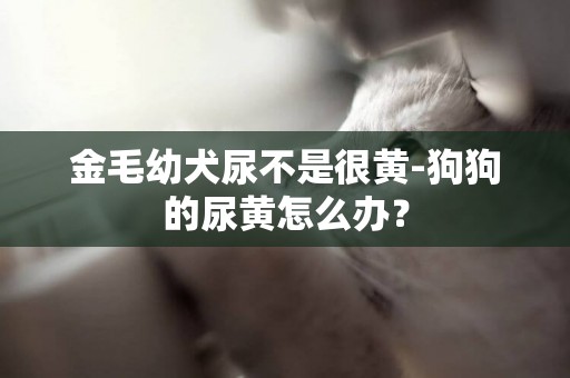 金毛幼犬尿不是很黄-狗狗的尿黄怎么办？