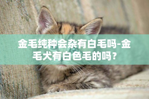 金毛纯种会杂有白毛吗-金毛犬有白色毛的吗？