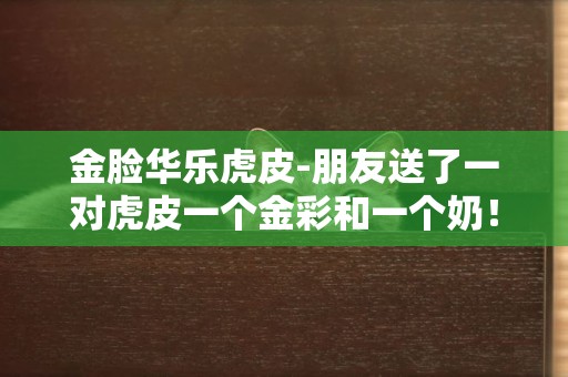 金脸华乐虎皮-朋友送了一对虎皮一个金彩和一个奶！