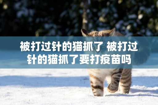 被打过针的猫抓了 被打过针的猫抓了要打疫苗吗