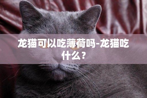 龙猫可以吃薄荷吗-龙猫吃什么？