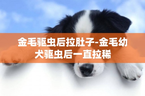 金毛驱虫后拉肚子-金毛幼犬驱虫后一直拉稀