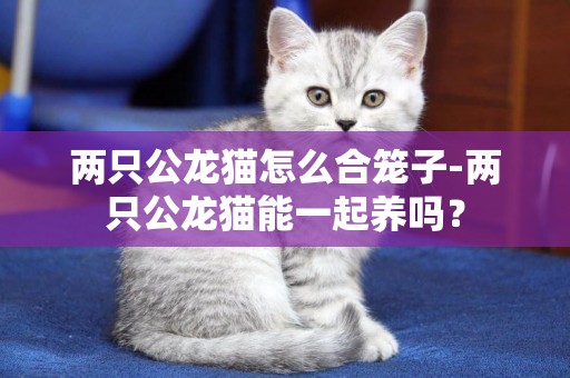 两只公龙猫怎么合笼子-两只公龙猫能一起养吗？