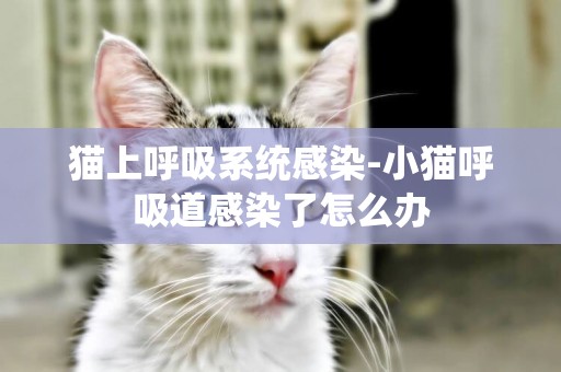 猫上呼吸系统感染-小猫呼吸道感染了怎么办