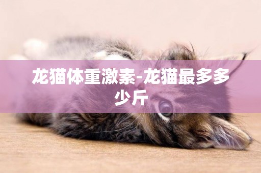 龙猫体重激素-龙猫最多多少斤