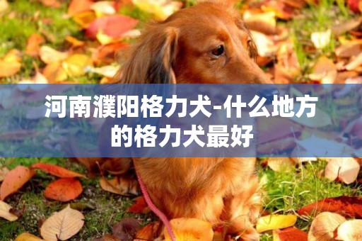 河南濮阳格力犬-什么地方的格力犬最好