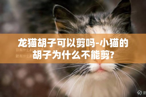 龙猫胡子可以剪吗-小猫的胡子为什么不能剪?