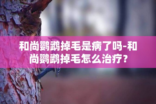 和尚鹦鹉掉毛是病了吗-和尚鹦鹉掉毛怎么治疗？