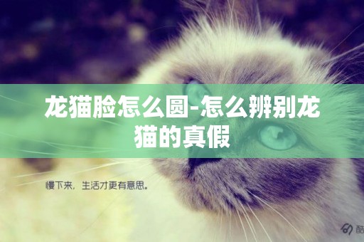 龙猫脸怎么圆-怎么辨别龙猫的真假